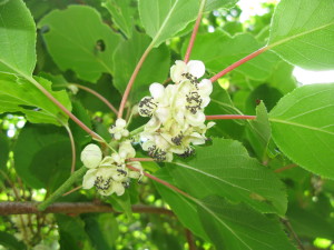 Actinidia_arguta_0906