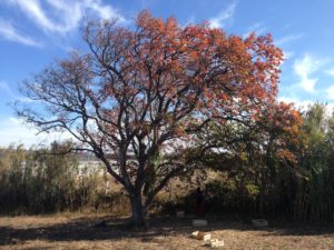 diospyros virginiana 