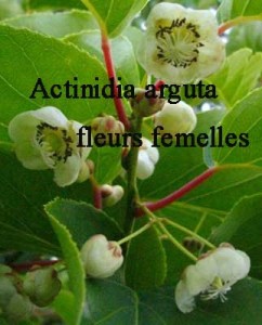 actinidia_arguta_003jym