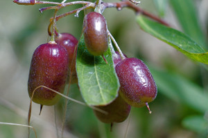 Billardiera cymosa