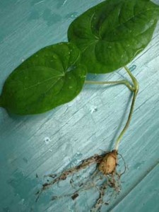 dioscorea_batatas_bulbe_plante_plumo