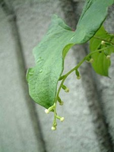 dioscorea_batatas_fleurs