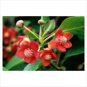 Schisandra rubriflora