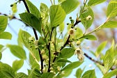 Fleurs de Schisandra Chinensis